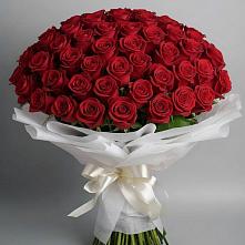 Букет 101 Красная роза Блэк Мэджик #REPLACE_PRED# Хлопово